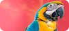 Arara